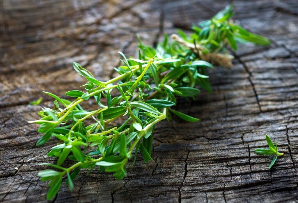 گیاه خوش‌عطری که قاتل نفخ و ضعف معده است