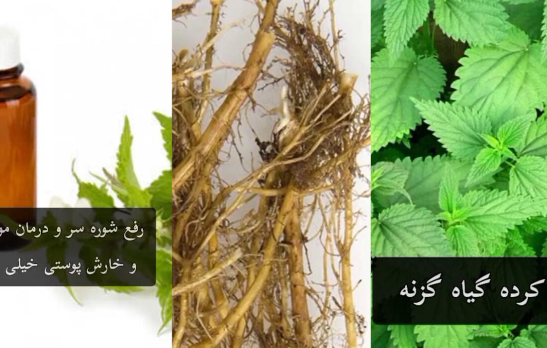 فواید دمنوش گزنه و روغن گزنه + فیلم