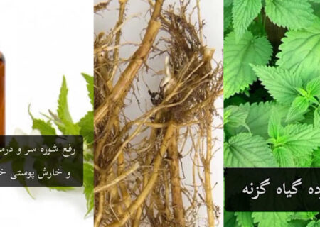 فواید دمنوش گزنه و روغن گزنه + فیلم