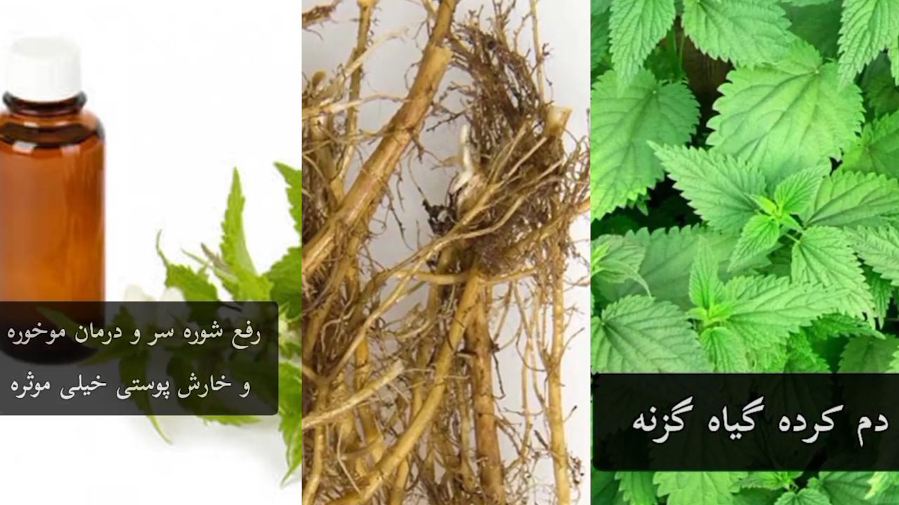 فواید دمنوش گزنه و روغن گزنه + فیلم