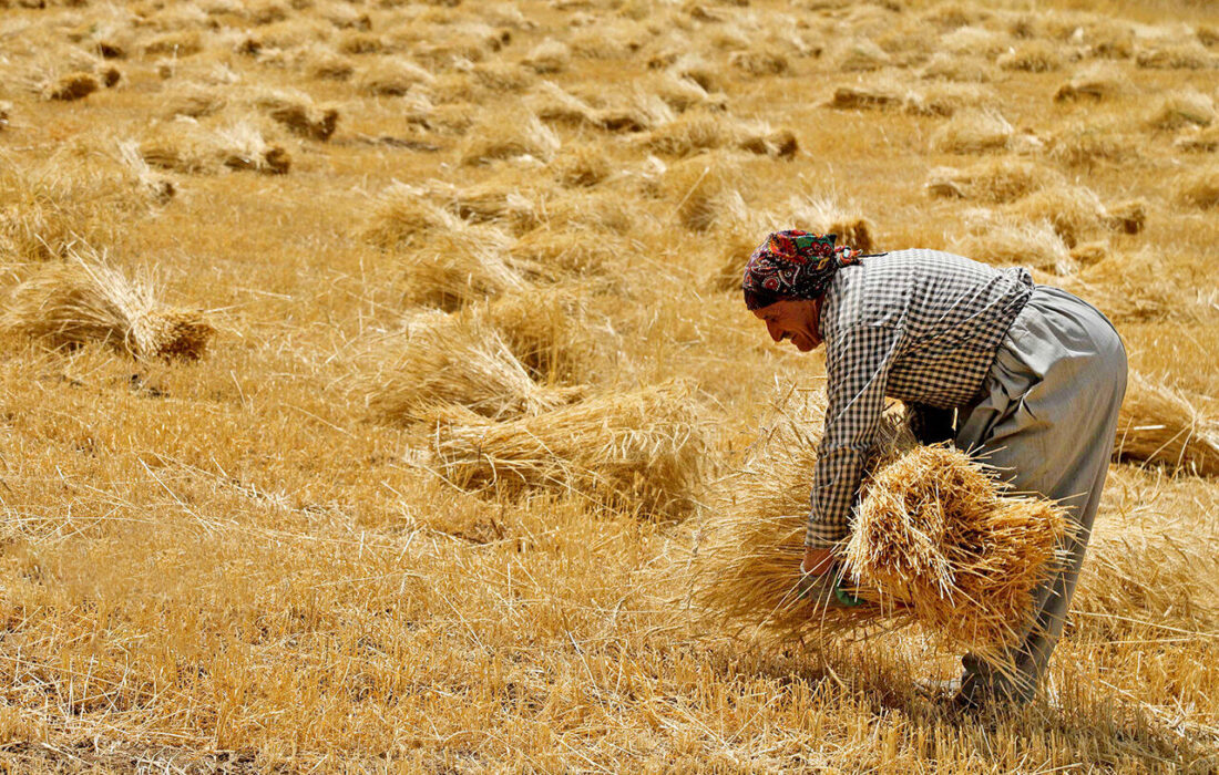 اظهارات ضد و نقض در مورد گندم‌های مفقودی گلستان/ ابهام در مورد 800 تن گندم