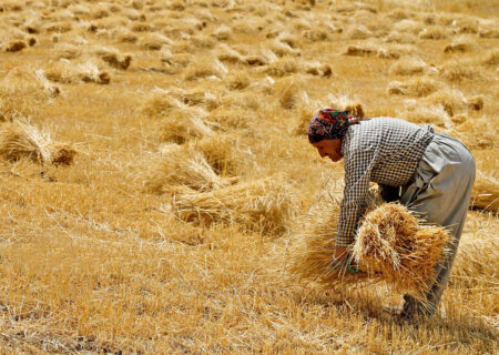 اظهارات ضد و نقض در مورد گندم‌های مفقودی گلستان/ ابهام در مورد 800 تن گندم