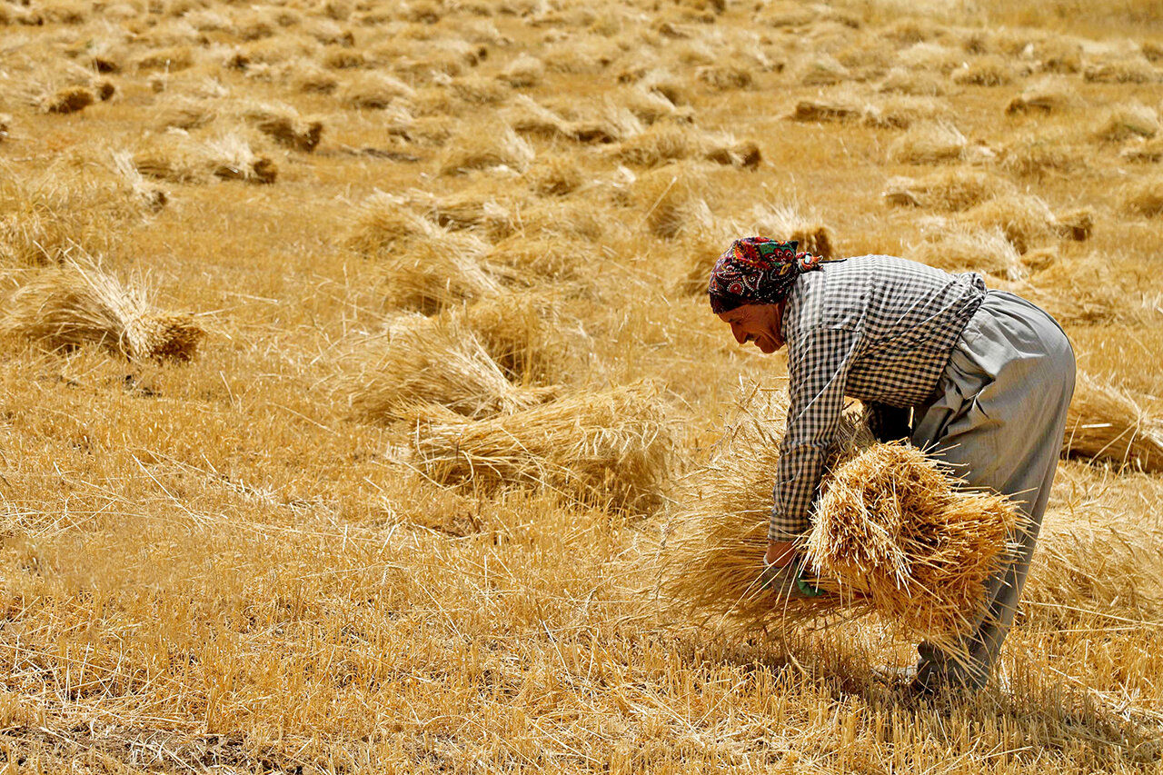 اظهارات ضد و نقض در مورد گندم‌های مفقودی گلستان/ ابهام در مورد 800 تن گندم