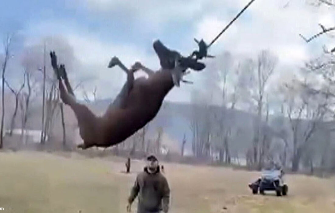 ویدئو/ شکارچیان یک آهو را با طناب از اعدام نجات دادند