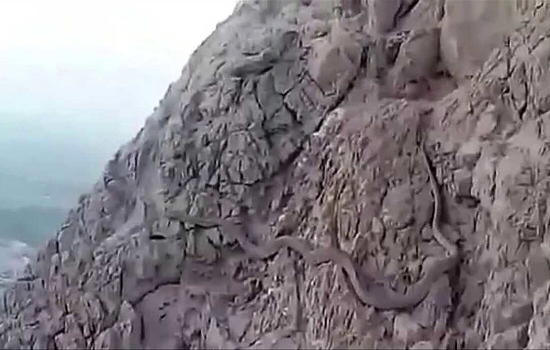 ویدئو/ کشف مار غول پیکر و بزرگ در کوه صفه اصفهان