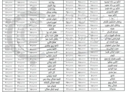 گوجه ارزان نشد/گوجه زیتونی ۹۵ هزار تومان