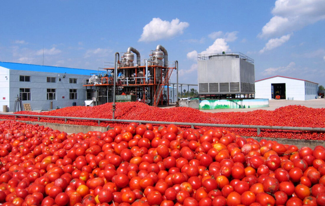 6 روز دیگر عوارض صادرات گوجه فرنگی صفر می شود