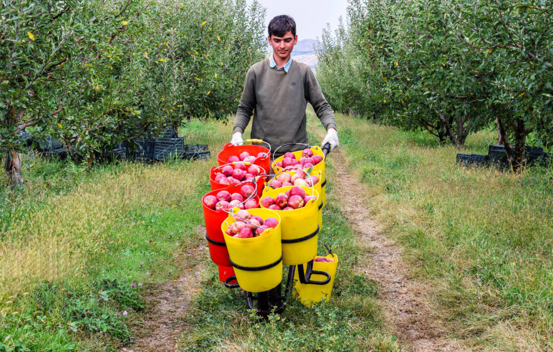 لغو عوارض صادرات سیب به دلیل عدم تعادل بین عرضه و تقاضا