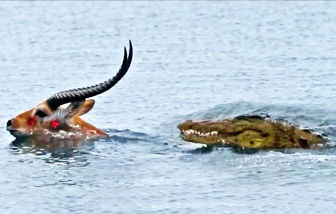فرار شگفت انگیز آهو از تمساح غول پیکر در دریاچه + فیلم