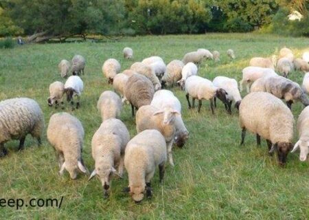 آیا خرید گوسفند زنده صرفه اقتصادی دارد