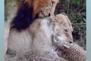 فیلم لحظه شکار پلنگ توسط شیرها