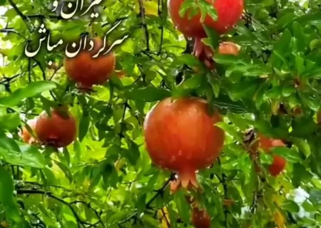 فال حافظ 2 آذر ماه 1403 + فیلم